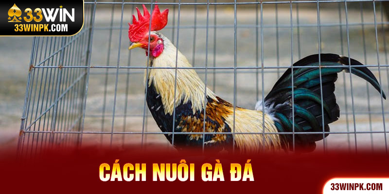 Cách nuôi gà đá