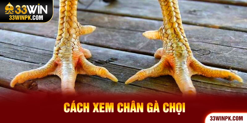 Cách Xem Chân Gà Chọi