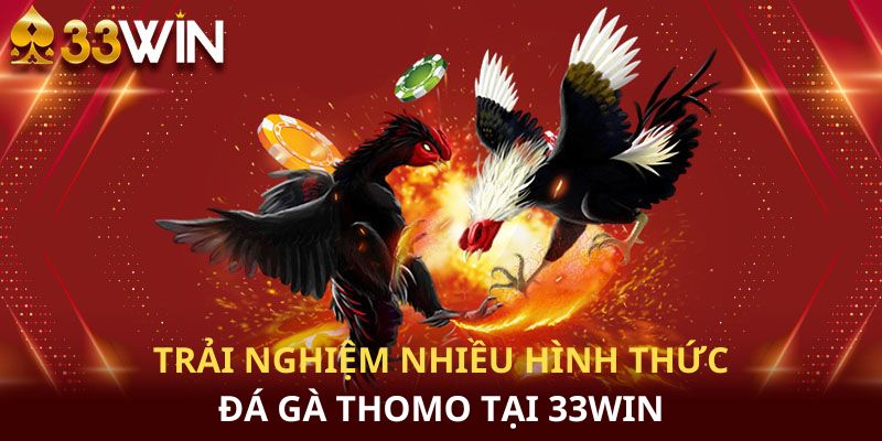 Khám phá các hình thức đá gà thomo đặc sắc